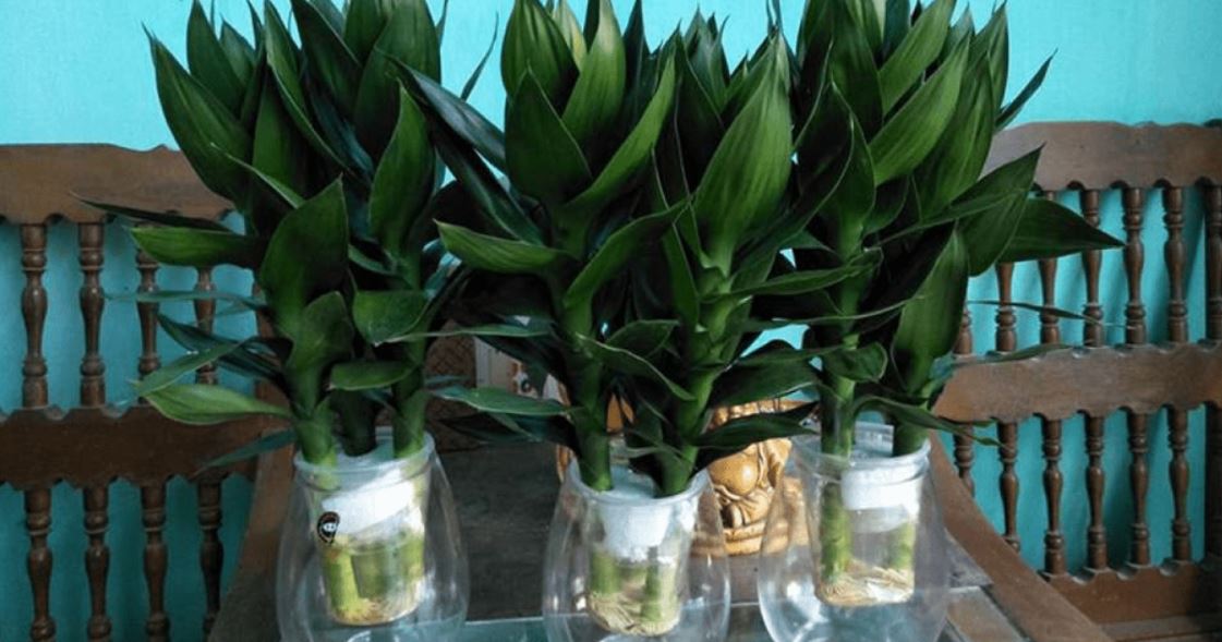 4 loại cây thủy sinh dễ trồng giúp chiêu tài, hút lộc vào nhà