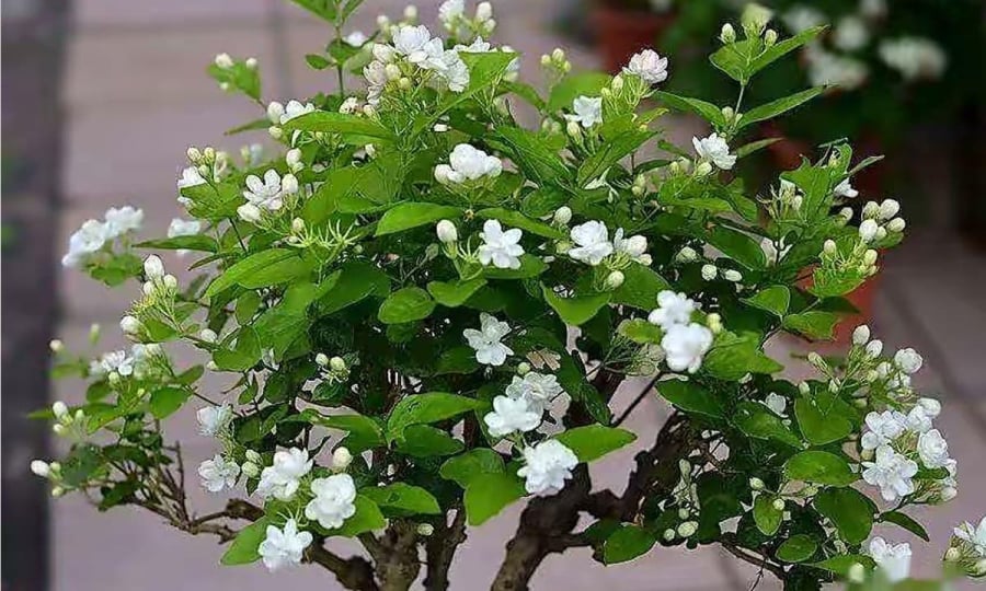 Hoa nhài “lười” ra hoa cứ dùng cách này, hoa nở trắng cây, hương thơm đầy nhà, cứ tàn lại nở