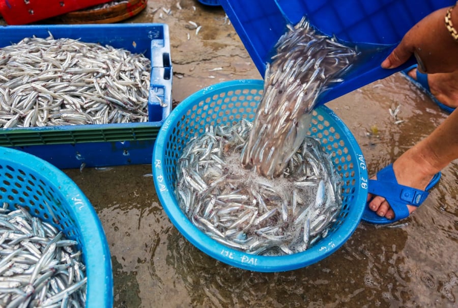 Khi mua cá, người sành ăn chọn “5 loại cá” không nuôi nhân tạo được, thịt nguyên chất tươi ngon