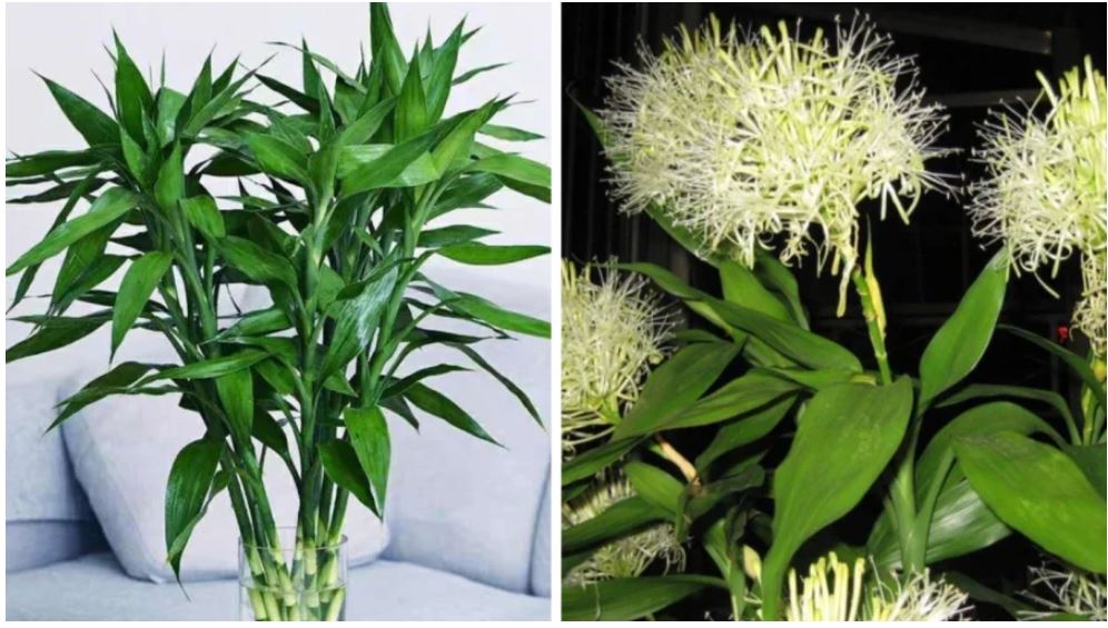 5 loại cây cực hiếm ra hoa, hoa nở là lộc rơi vào nhà, gia đình ấm no