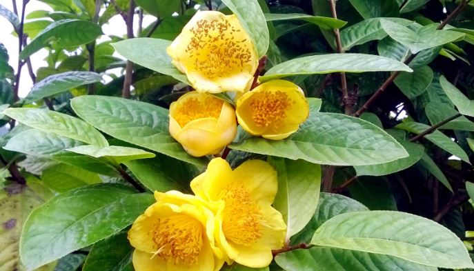 Có nên trồng cây trà hoa vàng trước nhà? Vị trí tốt nhất để trà hoa vàng ra hoa và cách hái ra tiền
