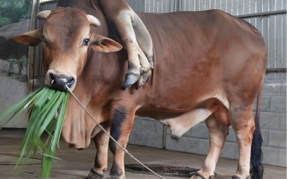 Con bò ở Thanh Hóa được trả gần 6 tỷ nhưng chủ không bán