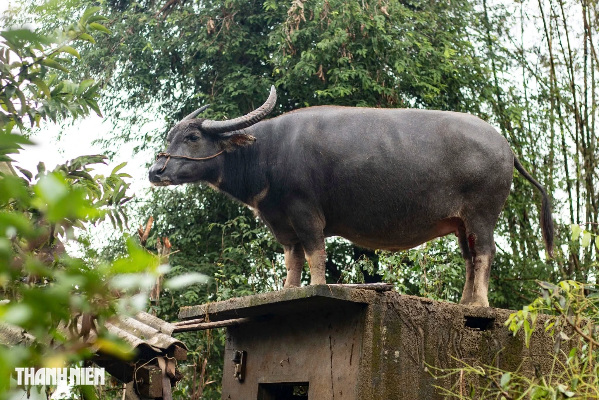 Con trâu mắc kẹt trên mái nhà 5 ngày: Đứng chênh vênh chờ chủ giữa rốn lũ