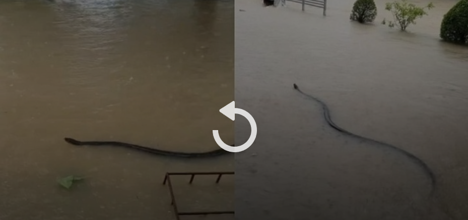 Clip: Kinh hãi phát hiện con rắn khổng lồ đang lướt trên dòng nước lũ